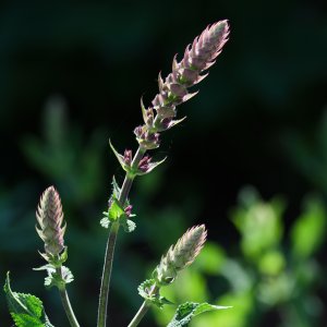 Salbei...... Jürgen Herborn